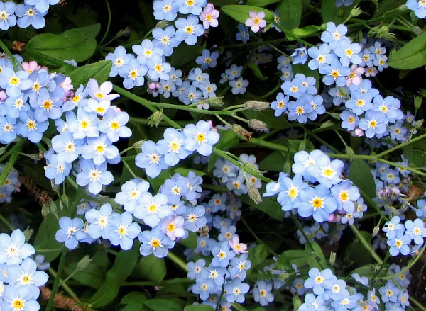 Myosotis EMSC.jpg