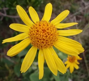 ARNICA - HOPITAL DU JOUR CHIR.jpg